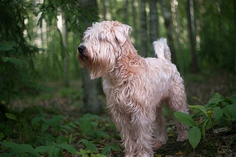 soft coated wheaten terrier health testing|wheaten terrier pros and cons.